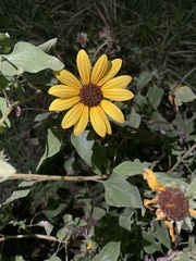 Helianthus argophyllus