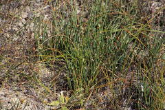 Elegia verreauxii