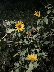 Helianthus argophyllus