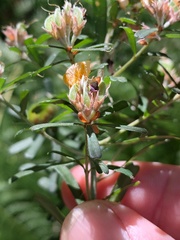 Pultenaea retusa