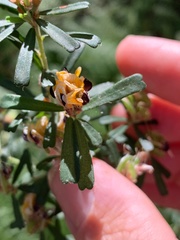 Pultenaea retusa