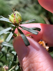Pultenaea retusa