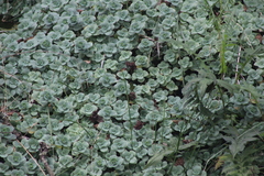 Sedum obcordatum