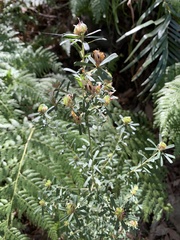 Pultenaea retusa