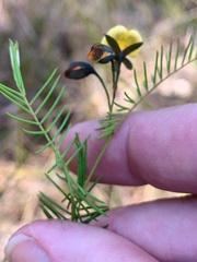 Gompholobium pinnatum