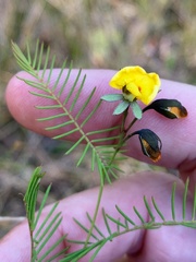 Gompholobium pinnatum