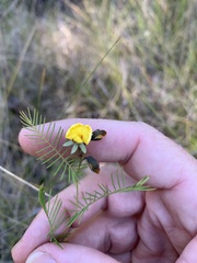 Gompholobium pinnatum