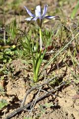 Moraea ciliata