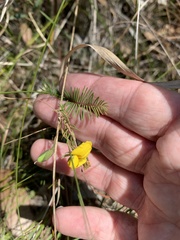 Gompholobium pinnatum