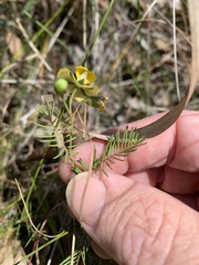 Gompholobium pinnatum