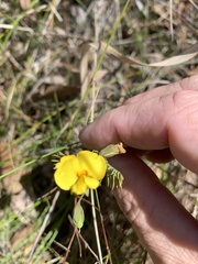 Gompholobium pinnatum