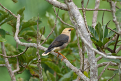Acridotheres leucocephalus