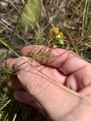 Gompholobium pinnatum