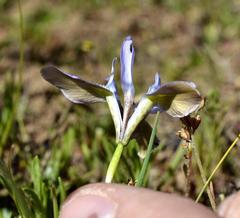 Moraea ciliata