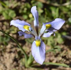 Moraea ciliata