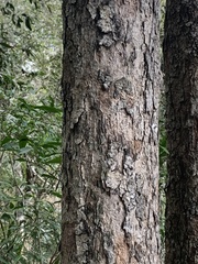 Alectryon ramiflorus