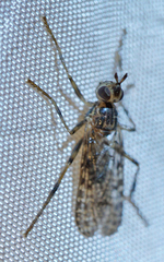 Boreothrinax maculipennis