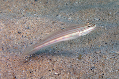 Valenciennea muralis