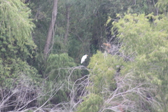 Ardea alba