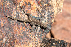 Namaqua Day Gecko photo 3