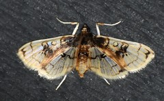 Compacta hirtalis