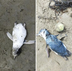 Eudyptula minor iredalei