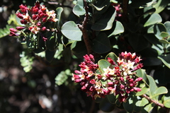 Santalum haleakalae