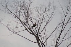 Streptopelia decaocto