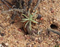 Anoplolepis steingroeveri