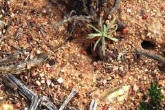 Anoplolepis steingroeveri