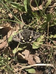 Litocala sexsignata