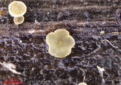 Mollisia sublividula