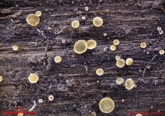 Mollisia sublividula