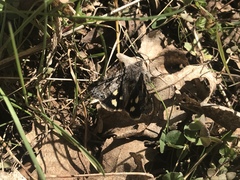 Litocala sexsignata