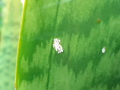 Pinnaspis aspidistrae