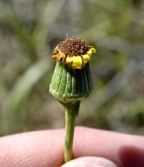 Senecio spiraeifolius