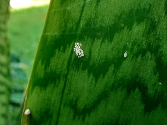 Pinnaspis aspidistrae