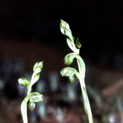 Pterostylis mutica