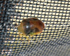 Solenotichus circuliferus