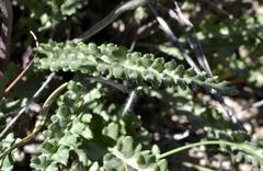 Senecio spiraeifolius