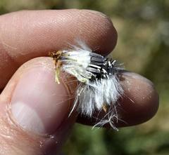 Senecio spiraeifolius