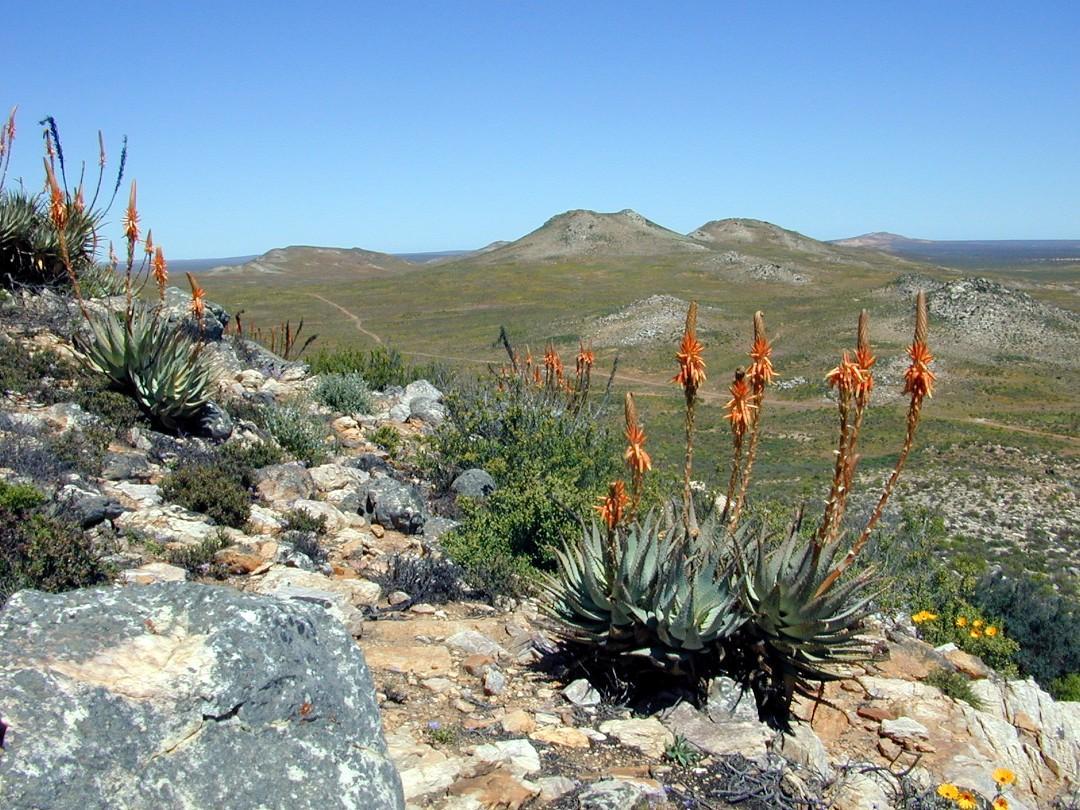 Aloe glauca