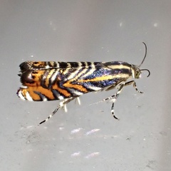 Thaumatographa jonesi