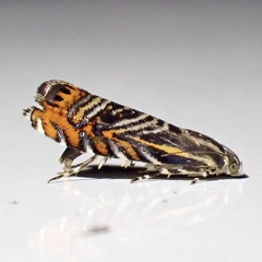 Thaumatographa jonesi