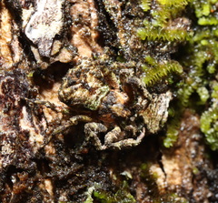 Stephanopis carcinoides