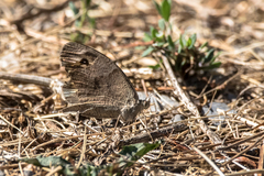 Hipparchia statilinus