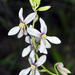 Cyanella orchidiformis - Photo (c) Richard Adcock,  זכויות יוצרים חלקיות (CC BY-NC), הועלה על ידי Richard Adcock