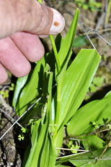 Cyanella orchidiformis