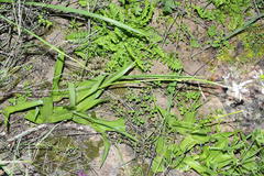 Cyanella orchidiformis
