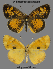 Phyciodes batesii